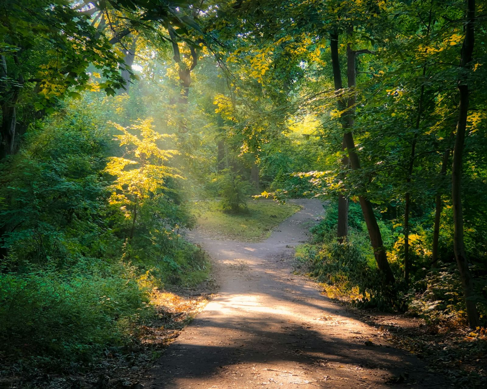 Sunlight falling across a quiet woodland path